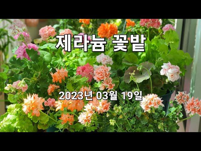 제라늄 꽃밭 2023년 03월 19일