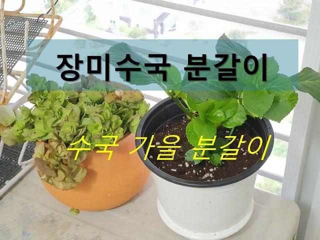 장미수국 분갈이 / 가을 수국 분갈이/ hydrangea repotting.