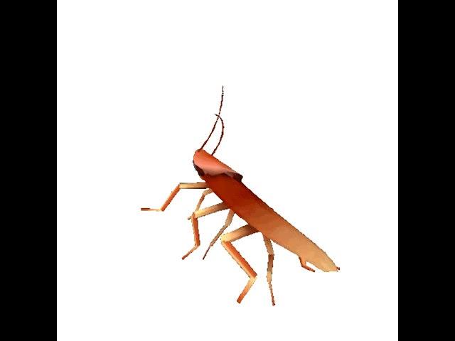 Dancing Roach 12 hours