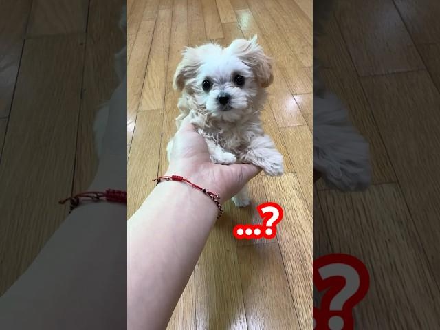 강아지 머리가 이상해져서 엄마한테 물어봤더니… #정선호 #shorts #dogs