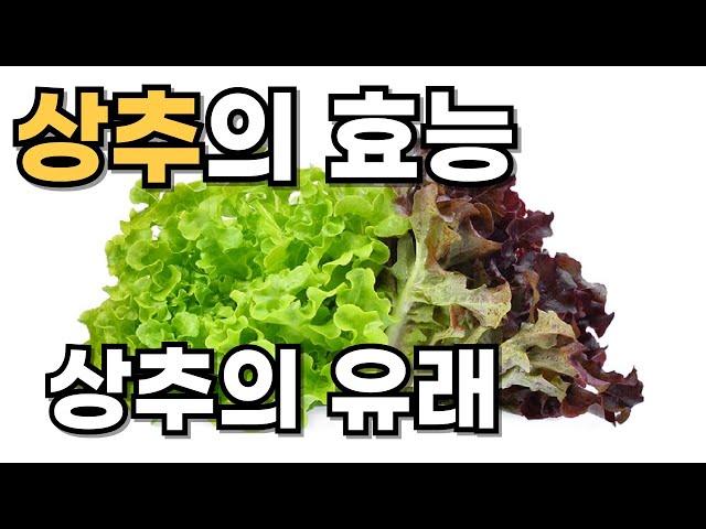 상추 놀라운 효능: 상추의 유래