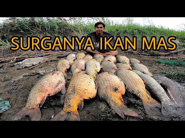 TERNYATAA!!! Surganya Babon Ada Di Sungai Ini || Bikin Gak Mau Pulang Mancing Ikan Mas Babon #2