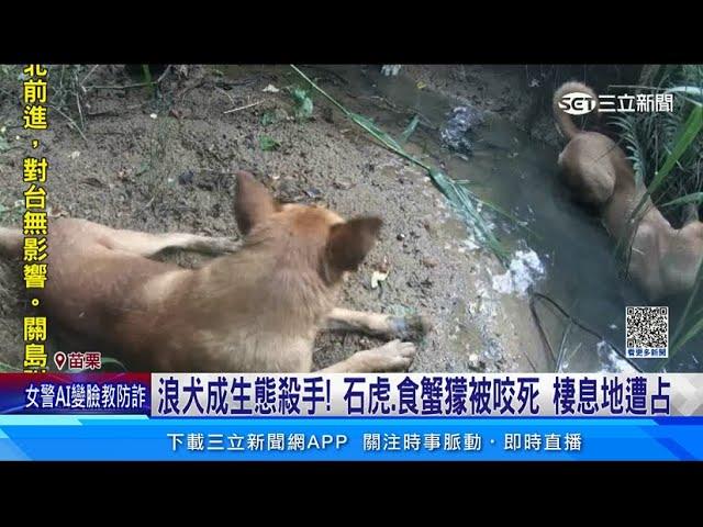 浪犬成生態殺手！　石虎、食蟹獴被咬死　棲息地遭占｜三立新聞網 SETN.com