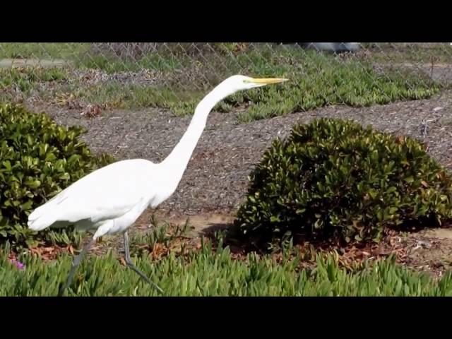 Crane, Egret or Heron? What's the difference?