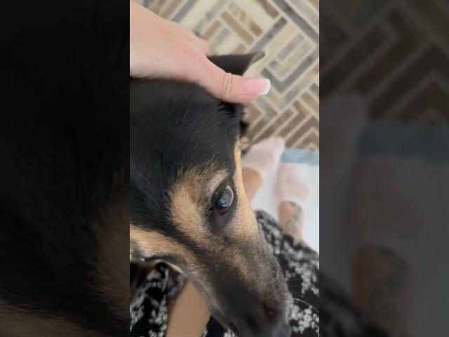 Будь человеком️это так просто… #собака #животные #моясобака #собаки