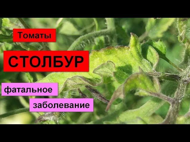 Болезни томатов. "Деревянные", несъедобные плоды.