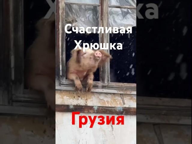 Хрюшу #Батуми спас от убоя#волонтер#свин#шок#грузинка#жиза#смех#pig#грузии#топ1#недвижка#купи#домики