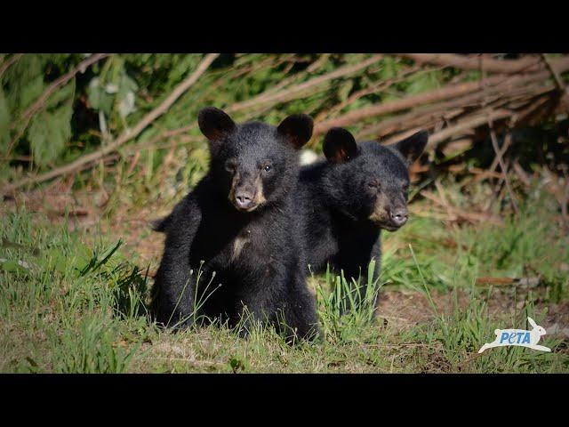 Bryan Adams Calls Out Canadian Military for Supporting the Slaughter of Bears