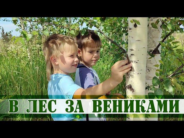 В лес за берёзовыми вениками