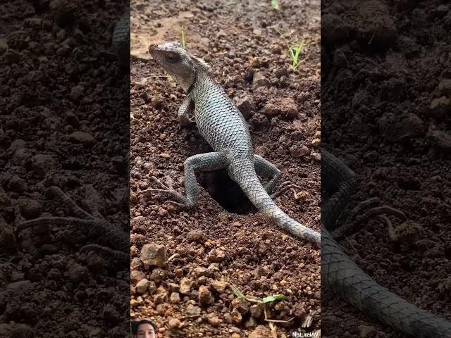 #lizard #reptiles #animals #iguana #pets #animal #viralvideo #shortsvideos #shorts