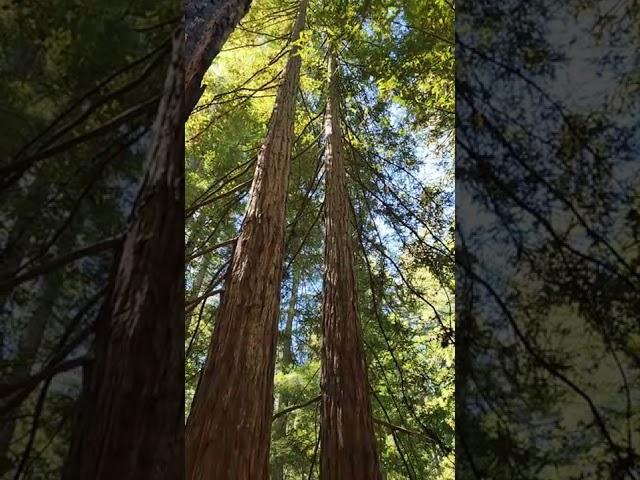 'Winter's March' Played in Redwood Forest