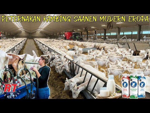 PETERNAKAN KAMBING SAANEN MODERN UNTUK PEMERAHAN SUSU DI PRANCIS DAN BELANDA