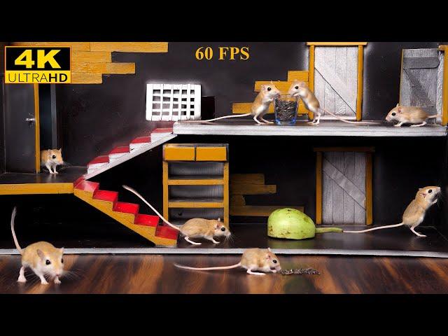 8 Hours Cat TV Games: Mouse Hide & Seek & Nonstop Cat Entertainment in 4K 60fps