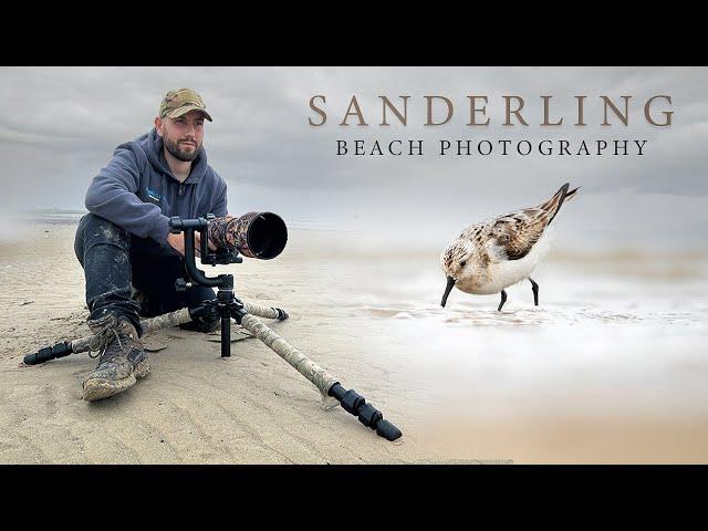 New Bird *** Sanderling - Irish Wildlife Photography (Sigma 150-600mm C)( Nikon Z6ii)