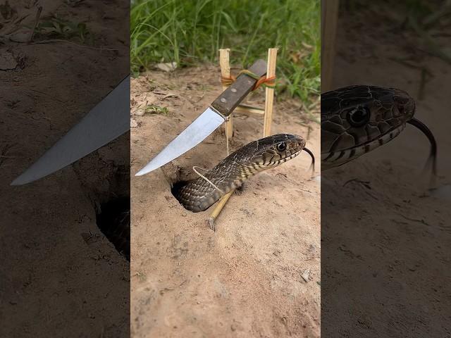 Simple DIY big snake trap using Knife#creativesnaketrap