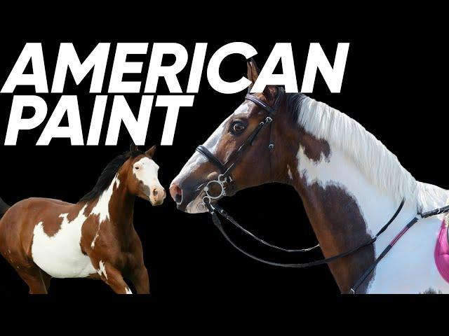 5 Things You Didn't Know About The American Paint Horse