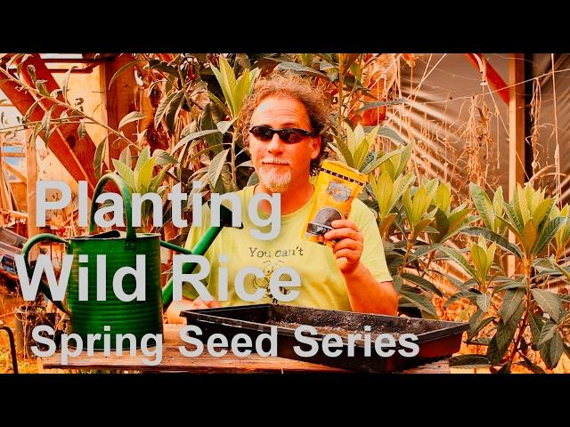 Planting Wild Rice Spring Seed Series