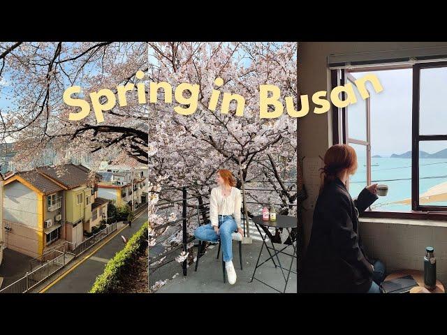 spring in busan, korea VLOG  cherry blossoms, gwanganlli beach, yeongdo island