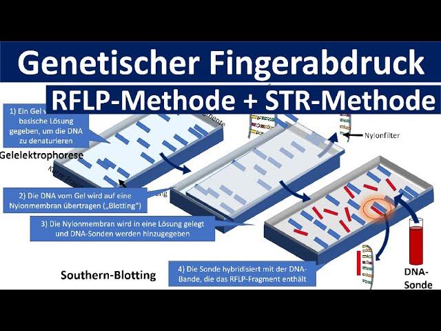 Genetischer Fingerabdruck [RFLP Methode, STR Methode, Gelelektrophorese] - [Gentechnik, Oberstufe]