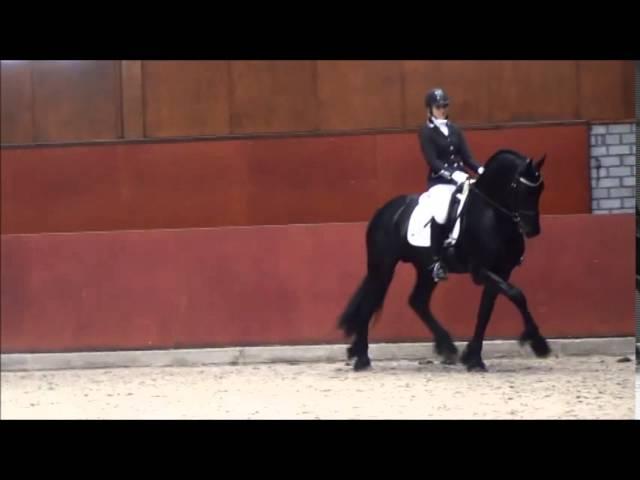 Stal Okkema's Niek S. (Beart x Lolke) ster hengst selectie Friesian Talent Cup