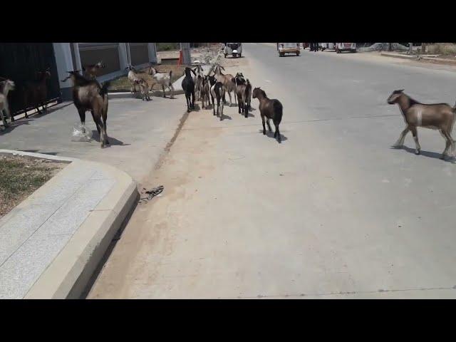 #goat || Goats Walk to Eat Grass In the middle of the day in the city || amazing video || My Pet VD