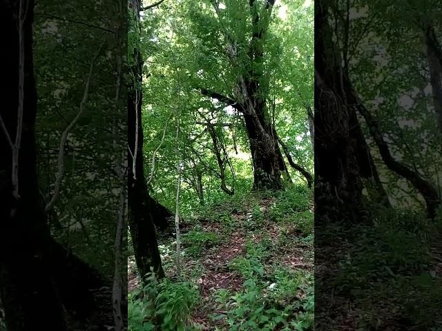 Интересный красивый лес в горах летом Interesting beautiful forest in mountains 여름철 산 속의 흥미롭고 아름다운 숲