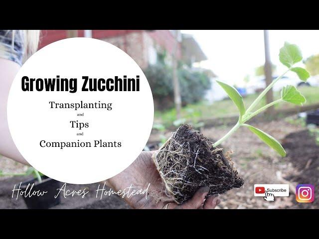 Zucchini Tips | Growing Zucchini | Hollow Acres Homestead