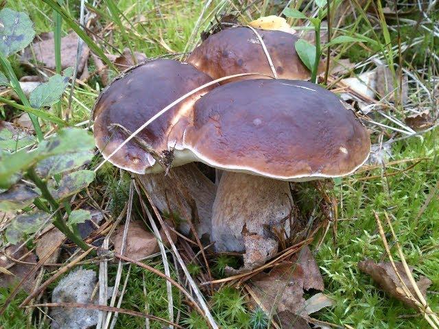 Грибы Боровики, Белые, 2018 Беларусь. Первая волна.  Mushrooms. Boletus. Однажды в Грибах 4.