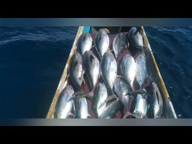 IKAN TUNA PALING SUKA UMPAN INI.umpan paling laris