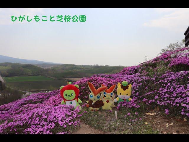 2023年GW　北海道旅行　ひがしもこと芝桜公園