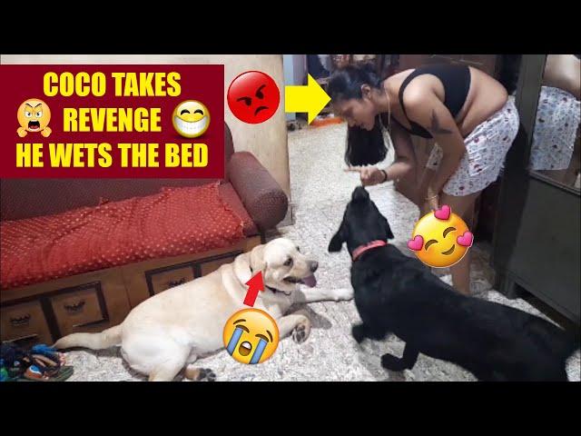 COCO TAKES REVENGE | COCO WETS THE BED | MUM'S ANGRY | WATCH THE FUNNY VIDEO TILL THE END | 