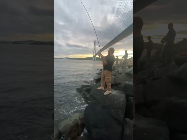 mackerel