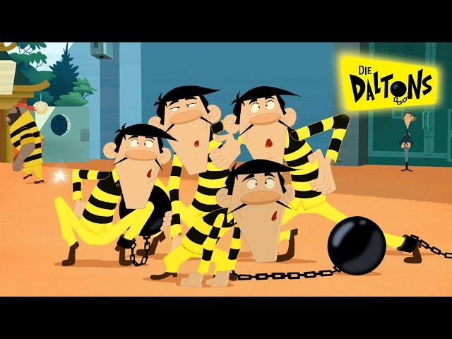 Die Daltons | Die Dschungelhelden | Kinder-Cartoons auf Deutsch HD