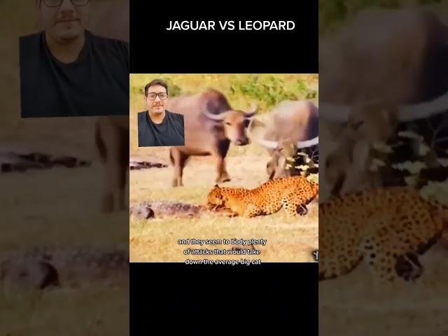 Jaguar VS Leopard