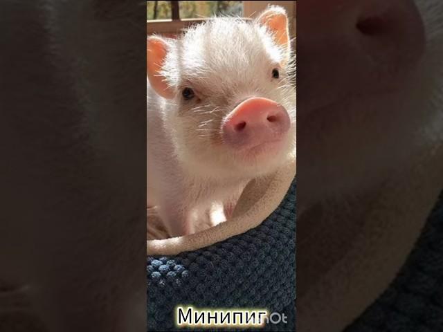 Самые необычные питомцы