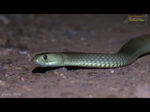 VENOMOUS Snakes AUSTRALIA - Western Brown Snake - ‎Pseudonaja