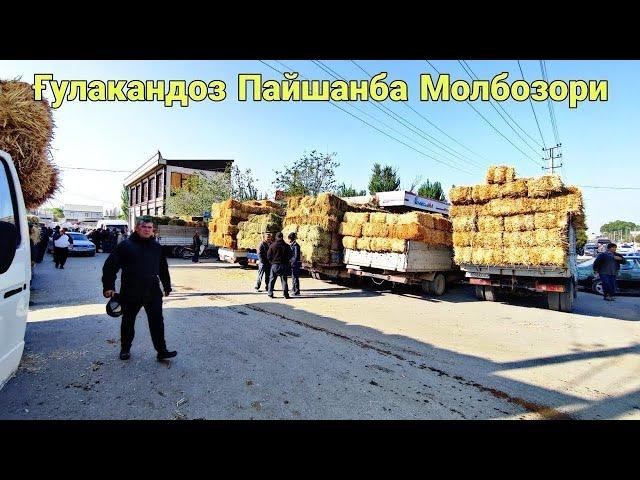 Гулакандоз Пайшанба Молбозори.15.06.2023.