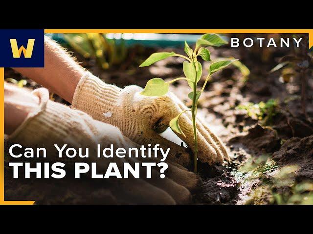 Botany Basics | How to Identify Different Plant Species Around You