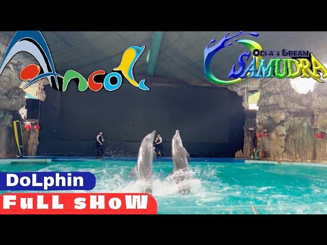 PERTUNJUKAN LUMBA LUMBA (HD) Di ANCOL ‼️terbaru 2024‼️Dolphin Full Show at Ancol Jakarta