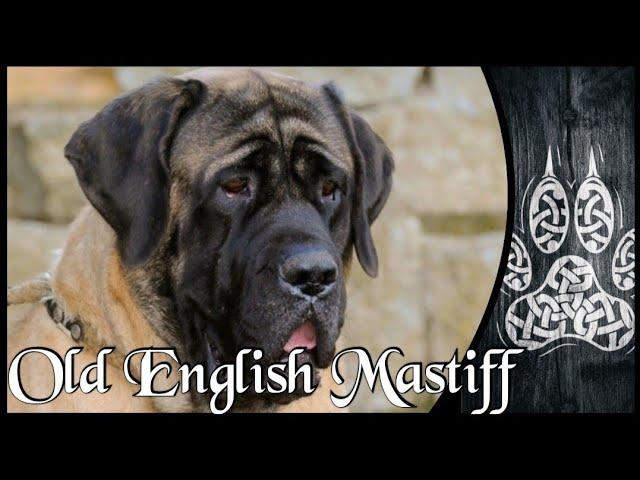 Old English Mastiff - Hardcore Serie