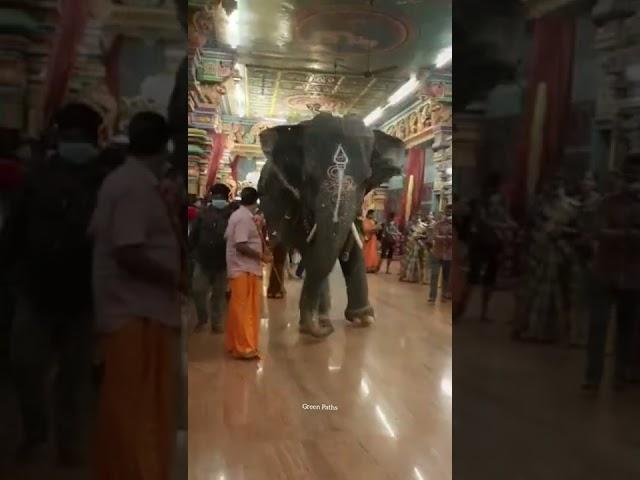 Lakshmi @ Manakula Vinayagar||Pride of our Pondicherry #shorts #elephant