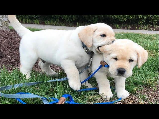 Top FUNNY PUPPIES That Will Make You Laugh Out Loud  Funniest Animal Videos