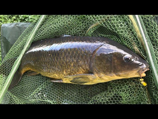 Carp Fishing Lake Ontario with Packbait & Canned Corn