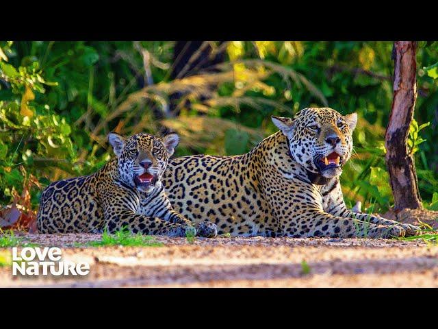 Jaguar Cub Takes Survival Lessons From Mom | New Kids In The Wild 201