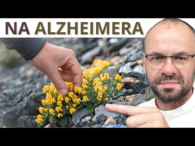 Zerwij i zrób herbatę. Ona hamuje ALZHEIMERA.