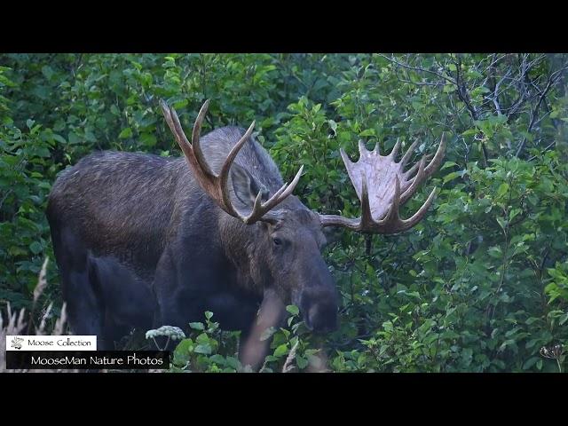 Big Bull Moose Finds Out There is Someone BIGGER #moose