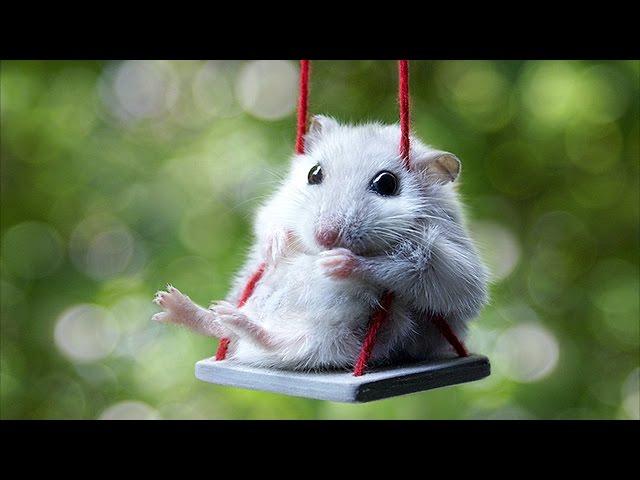 Cute Mouse Videos - Funny Mice Compilation NEW