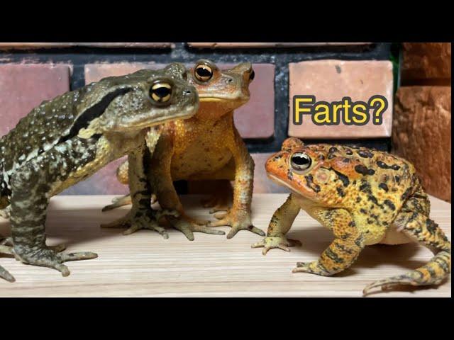 Farts? If you fart, you will be stared at【japanese stream toad】