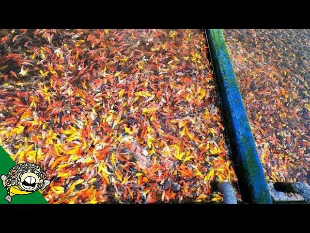 3 MILLION FISH at this Koi Fish Farm. [Tour]