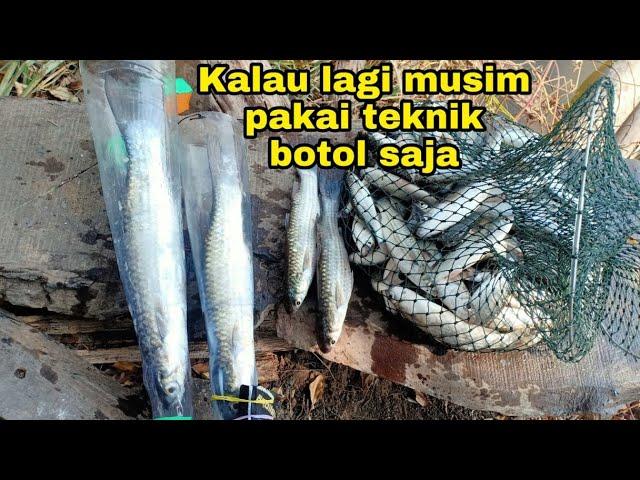 Gak punya lauk? Mancing belanak pakai botol rakitan sebentar saja sudah cukup